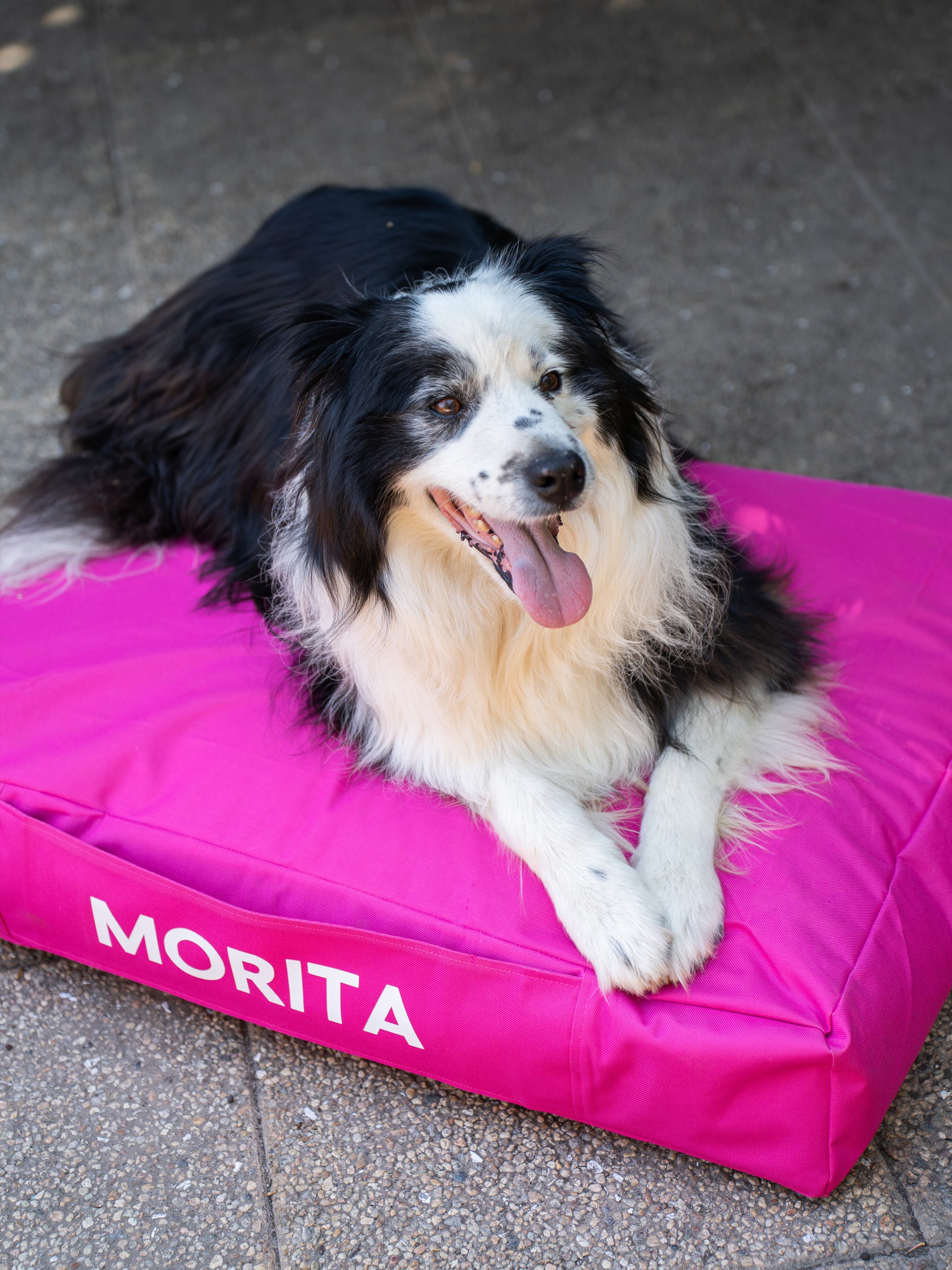Cama Mascotas Lona PUF - Fucsia