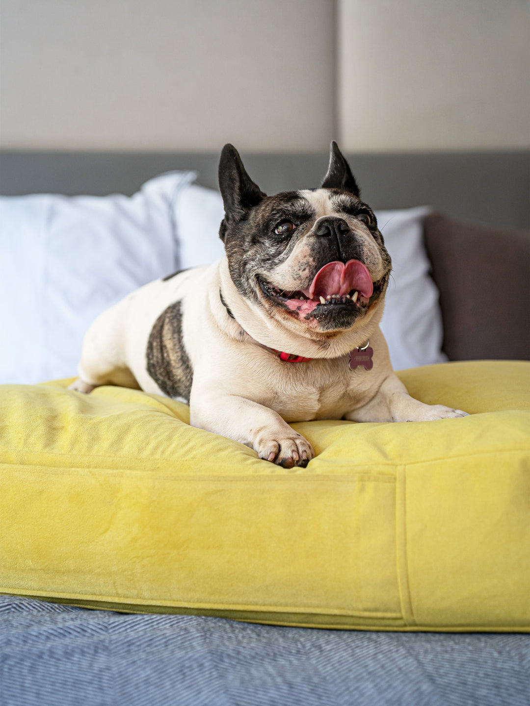 Cama Mascotas Terciopelo PUF - Amarillo
